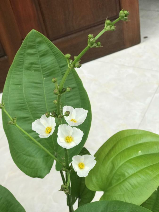 Anh Homestay Ninh Binh Zewnętrze zdjęcie